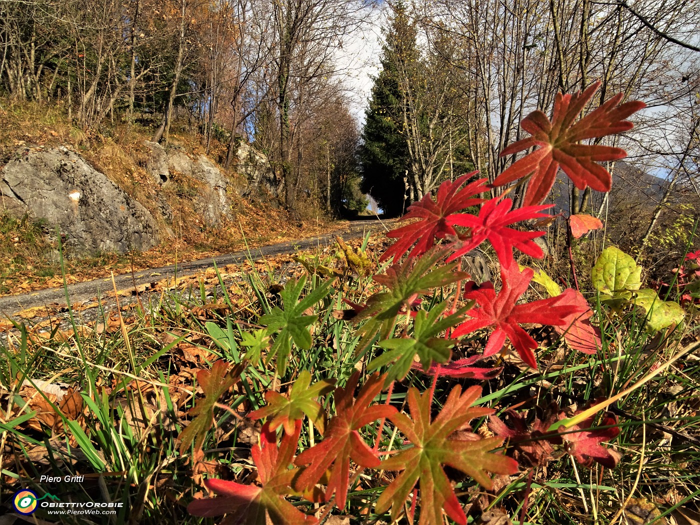 01 Alla partenza foglie colorate d'autunno.JPG